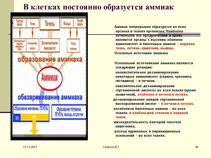 В клетках постоянно образуется аммиак         Аммиак